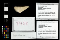 Foto (Objekt + Etikett) von Discutiolira sp.  (NHMW-GEO-2014-0194-0788)